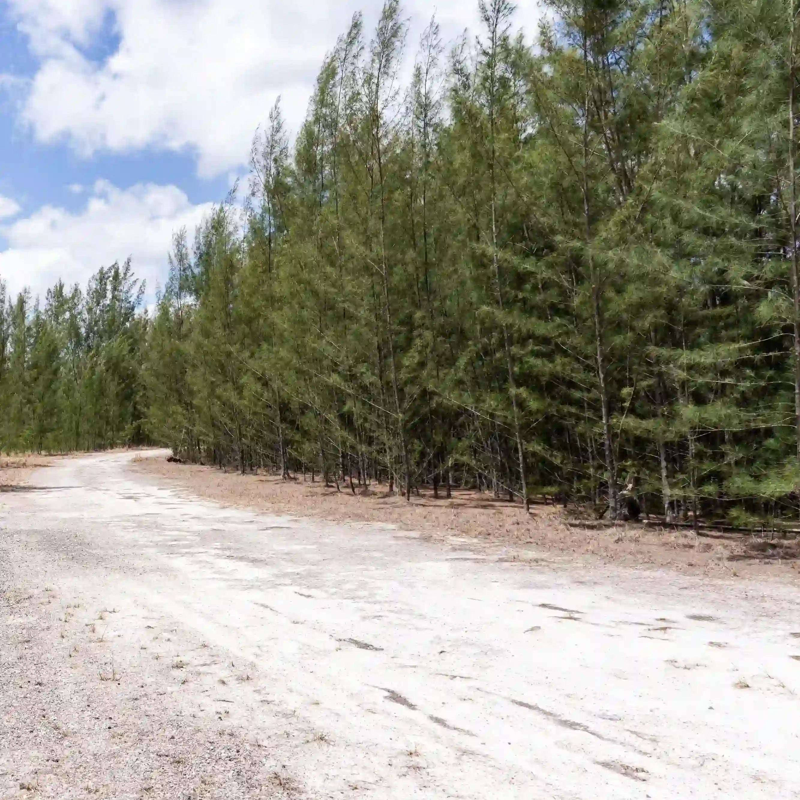 A picture of the invasive Australian pine