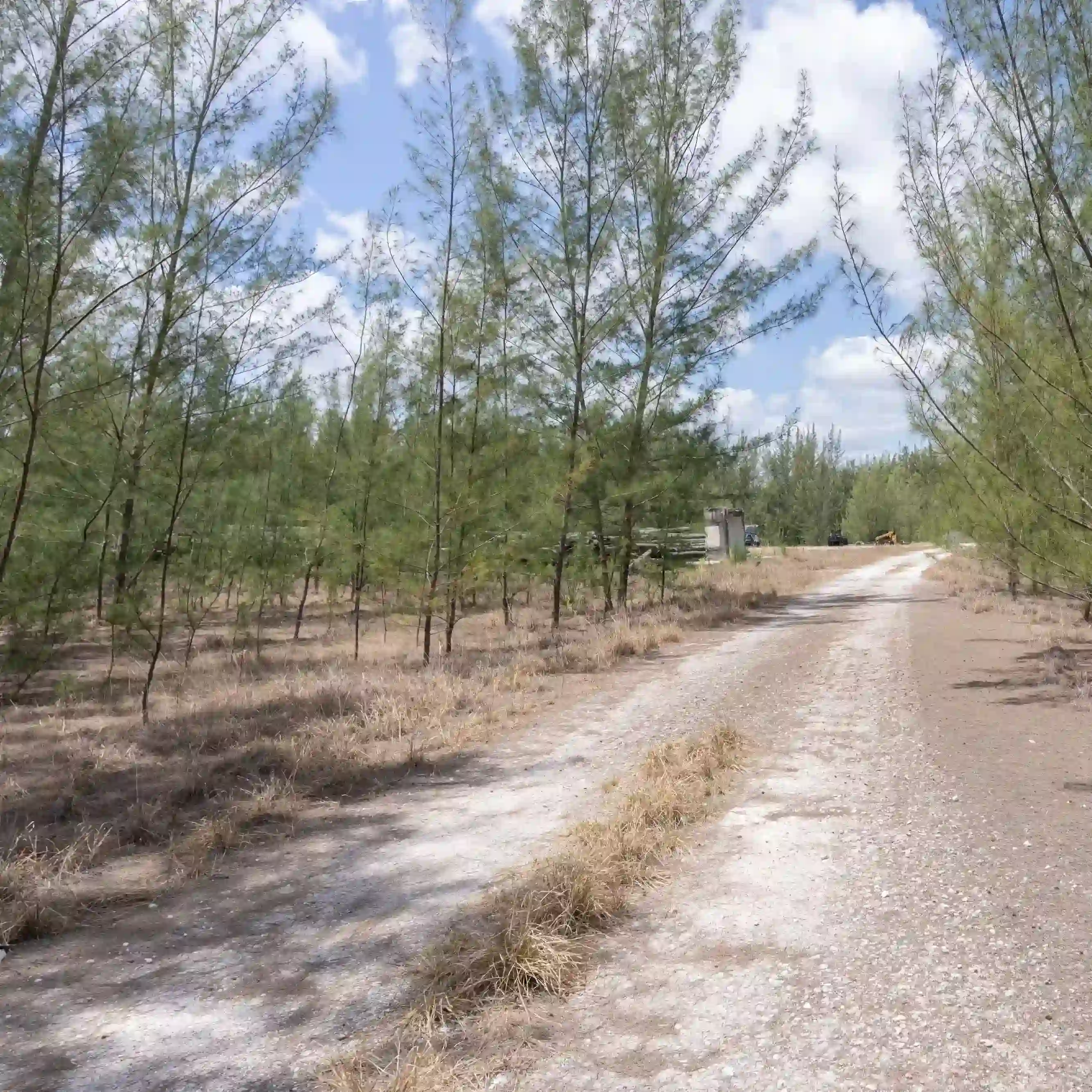 A picture of the invasive Australian pine