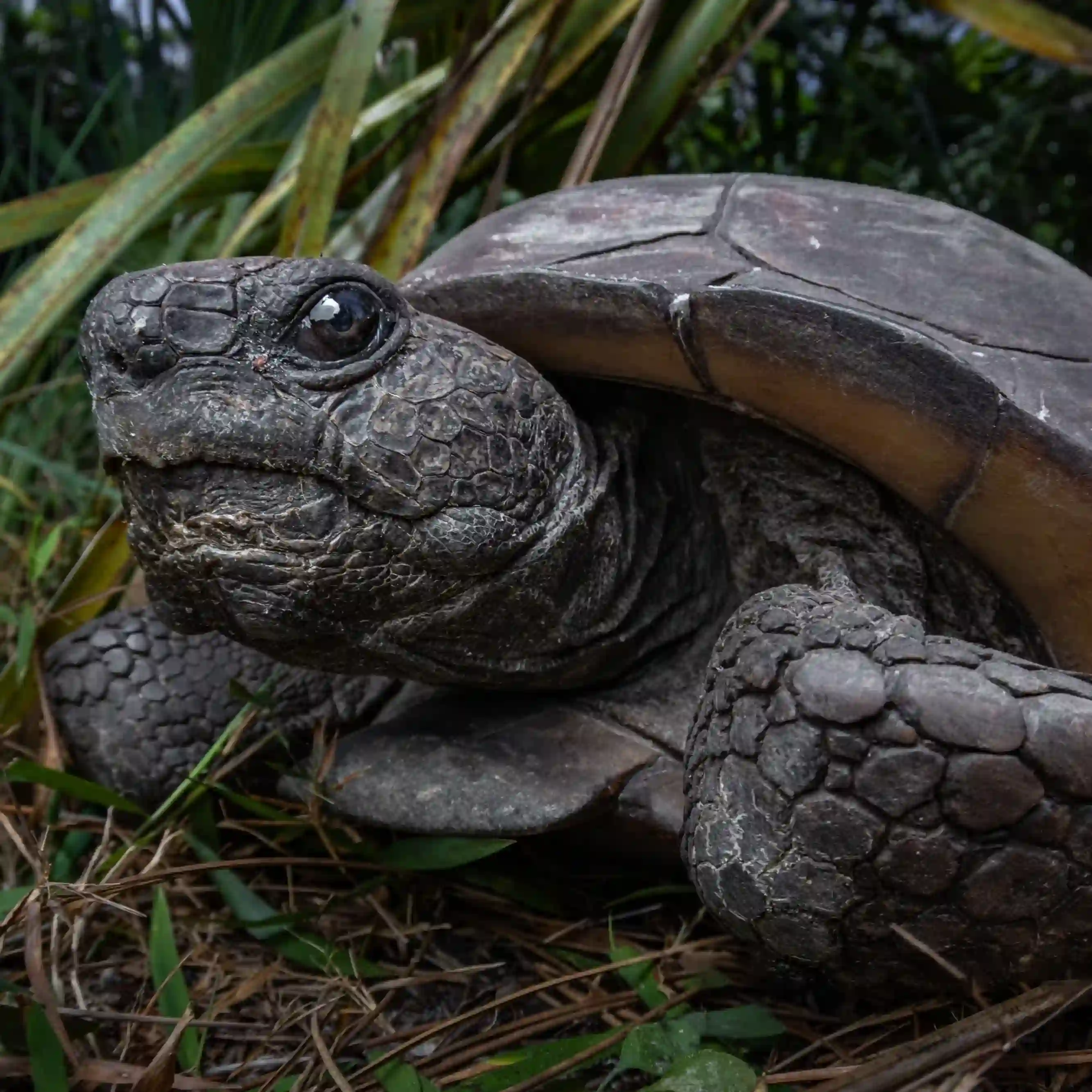 A picture of the gopher tortoise