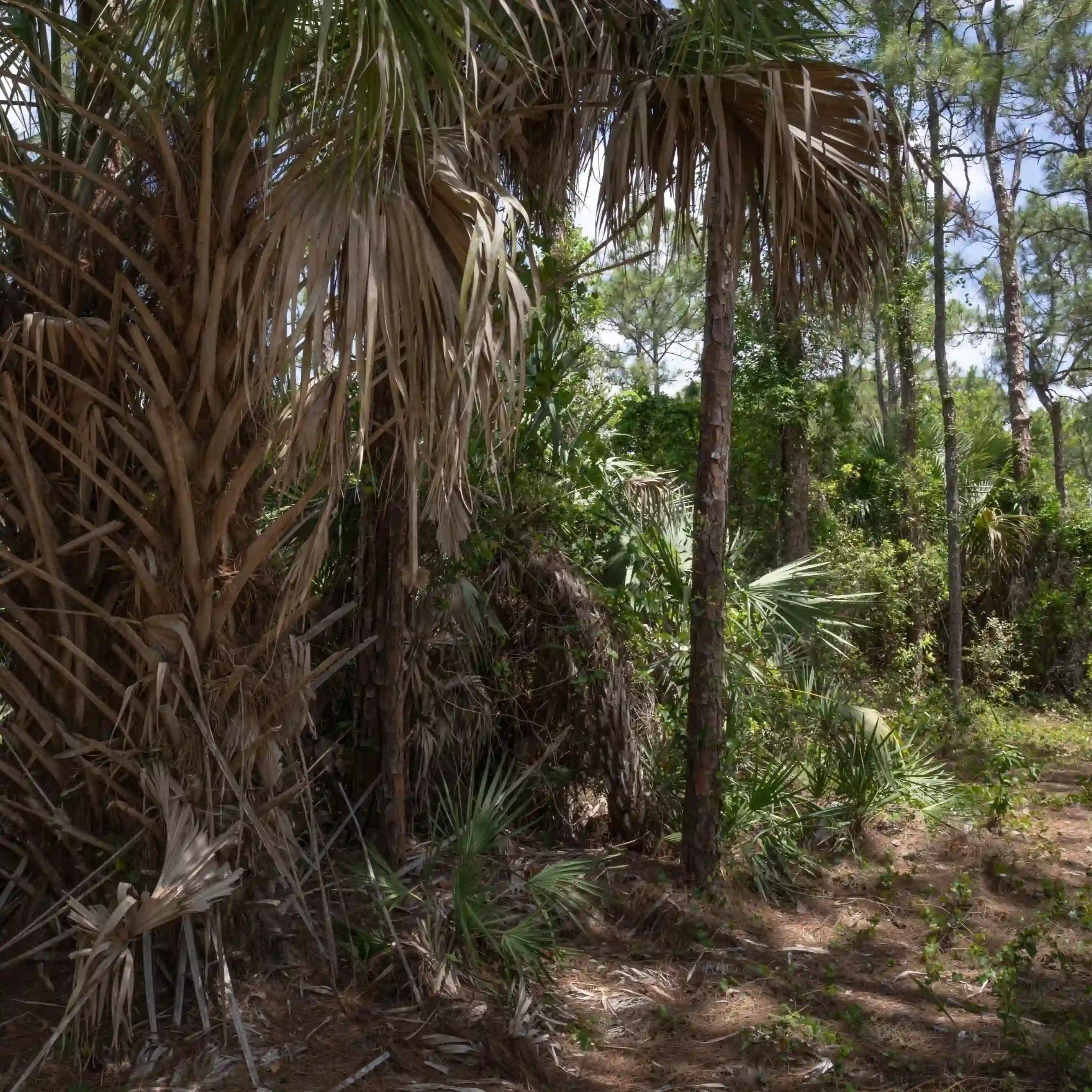 A picture of the hardwood hammock ecological community