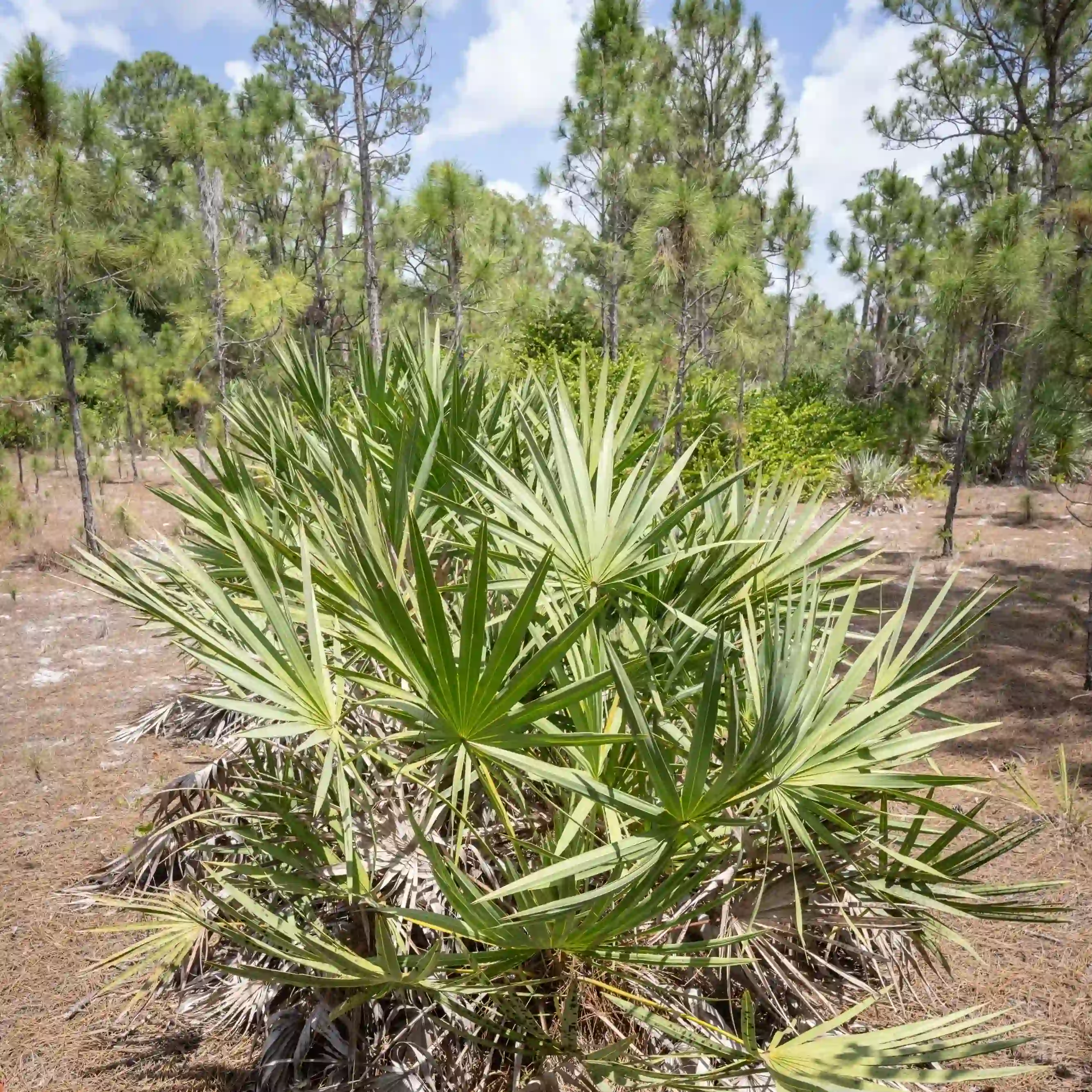 A picture of the pine flatwoods ecological community