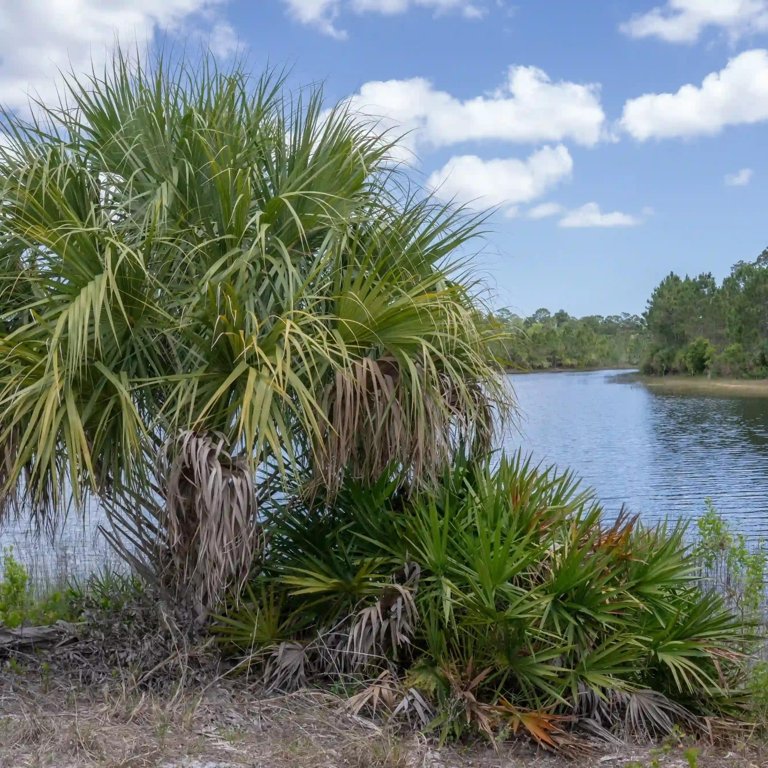 A picture of the pine flatwoods ecological community