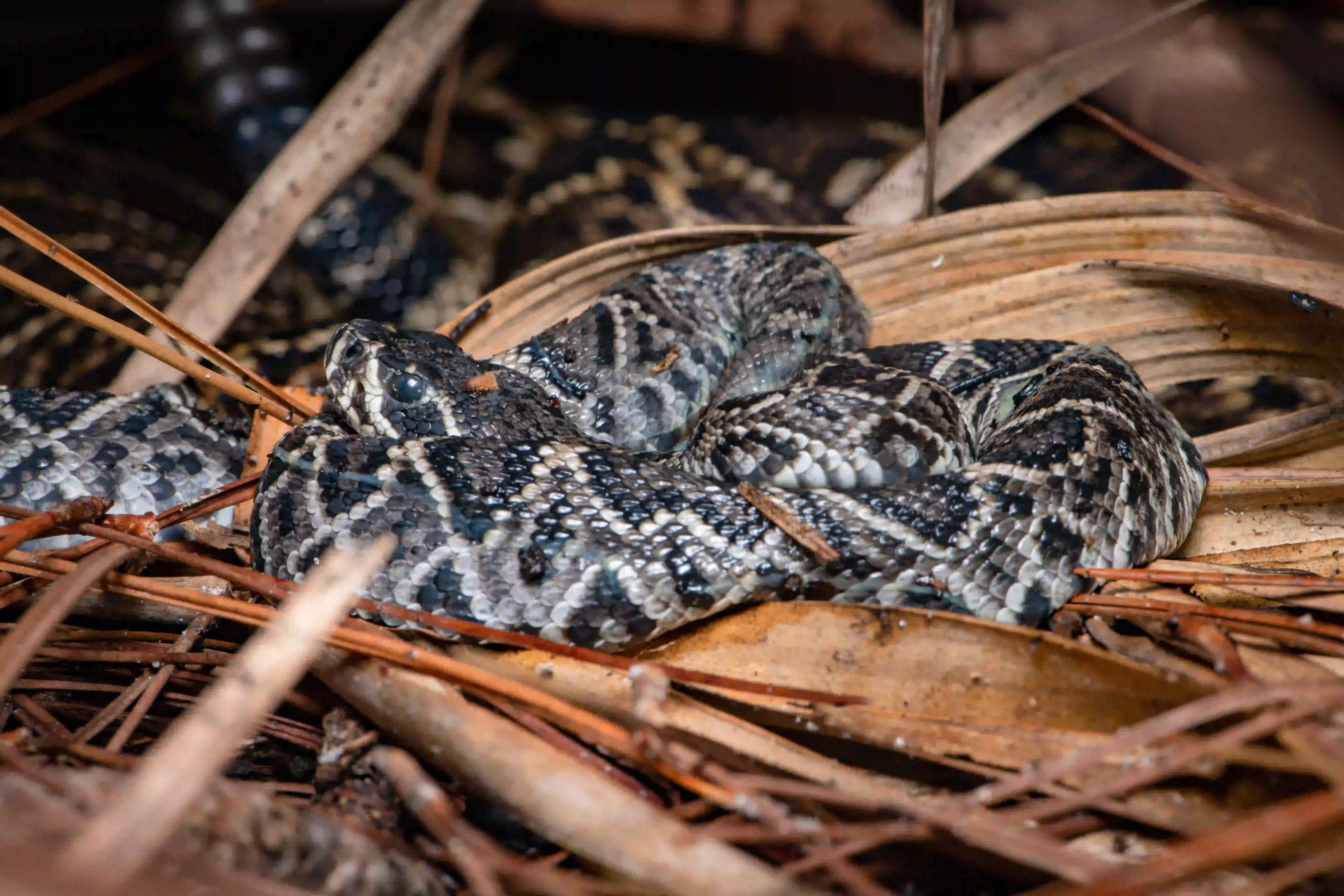 A picture of a newborn Eastern Diamondback Rattlesnake