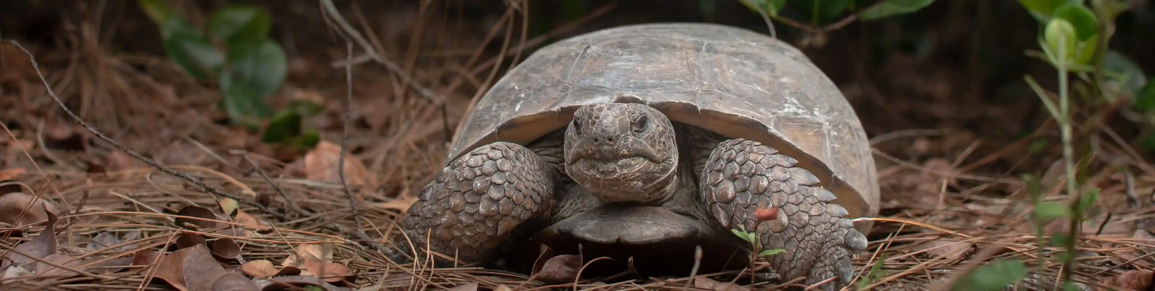 A background image of gopher turtle