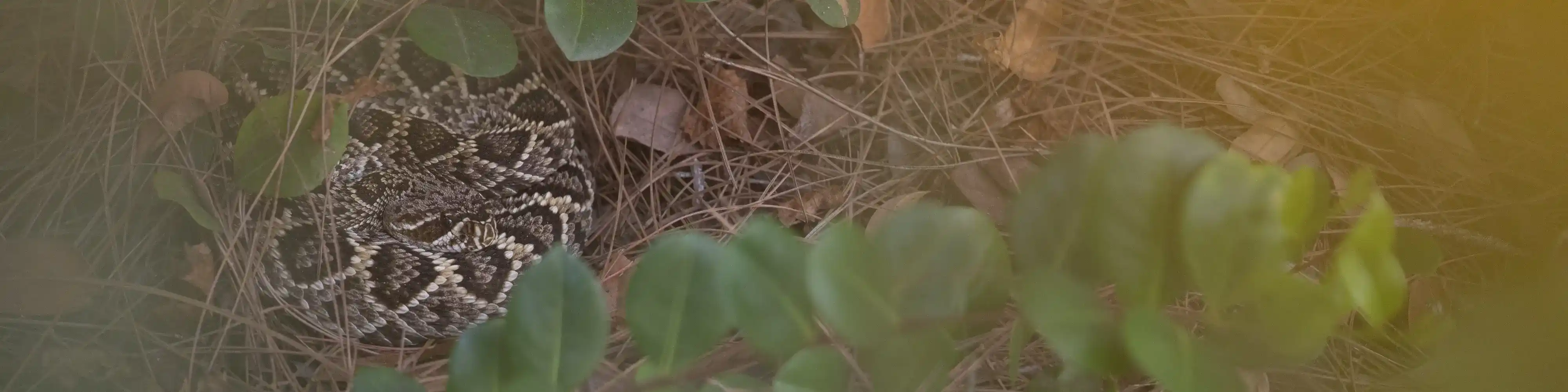 A background image of a rattlesnake