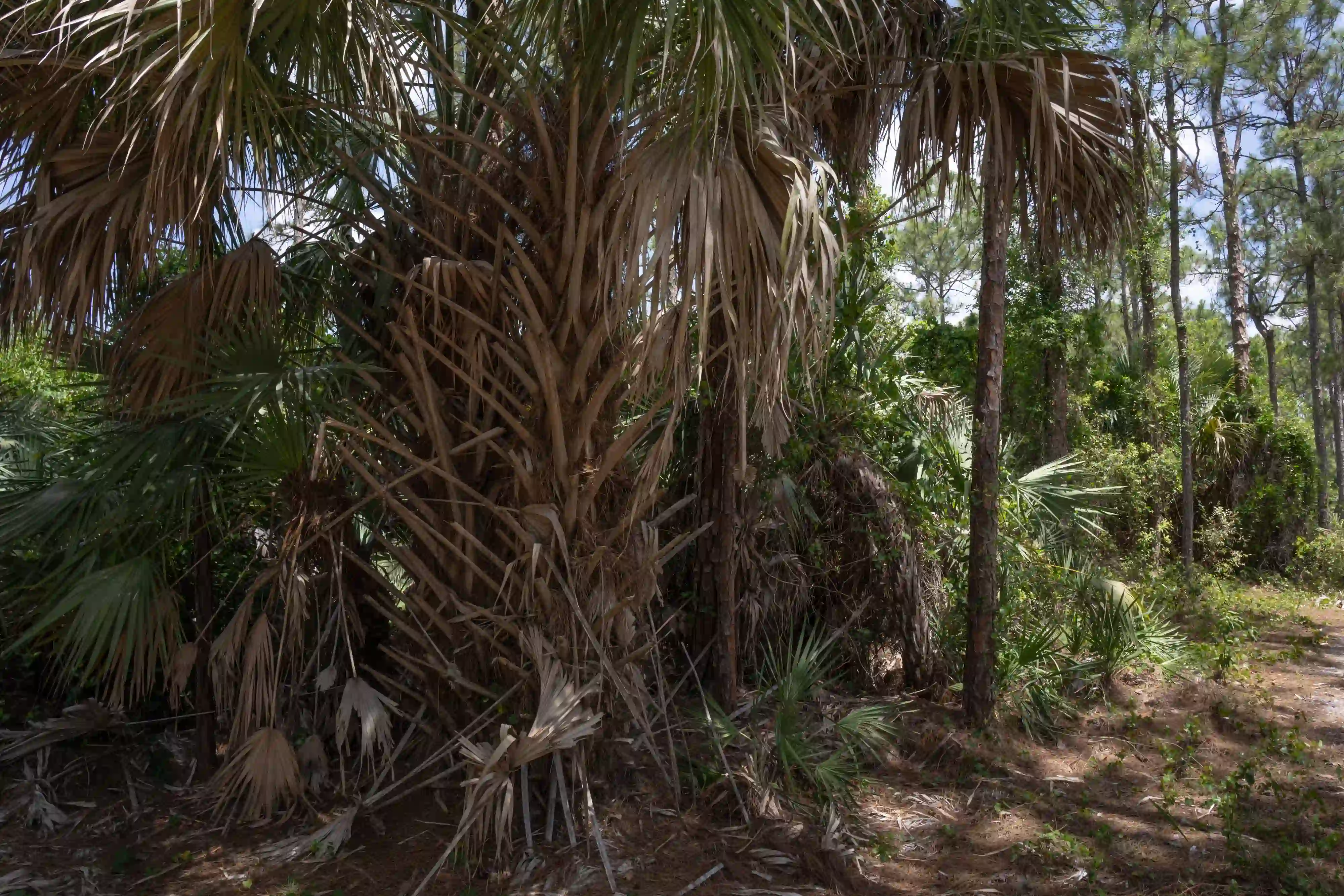 A background image of palm habitats