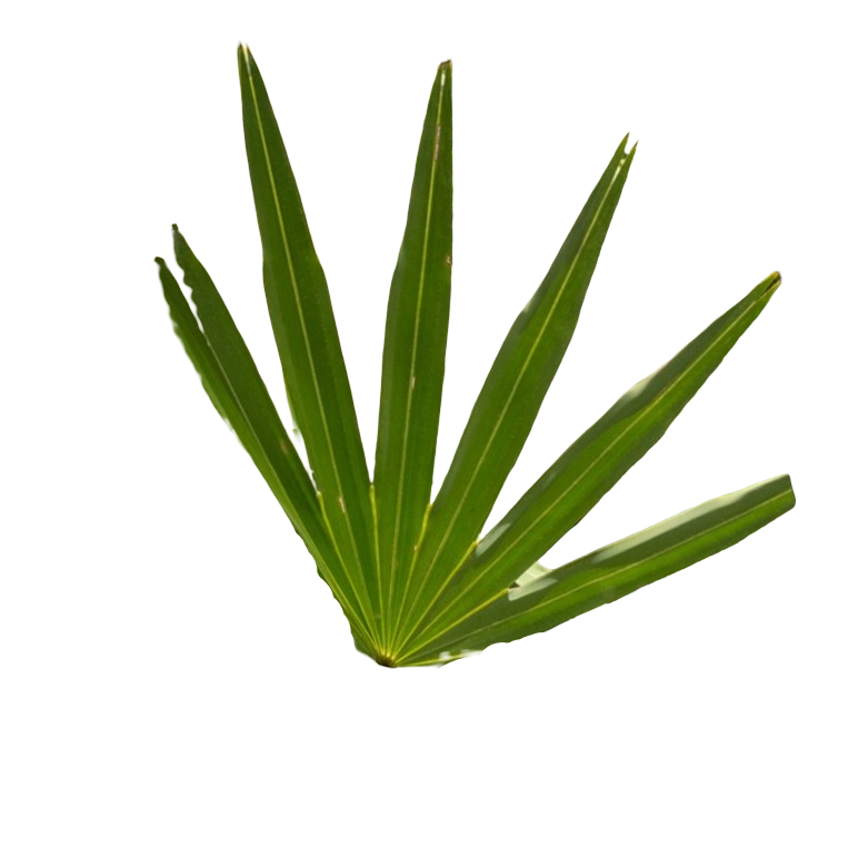 An icon of a pine leaf