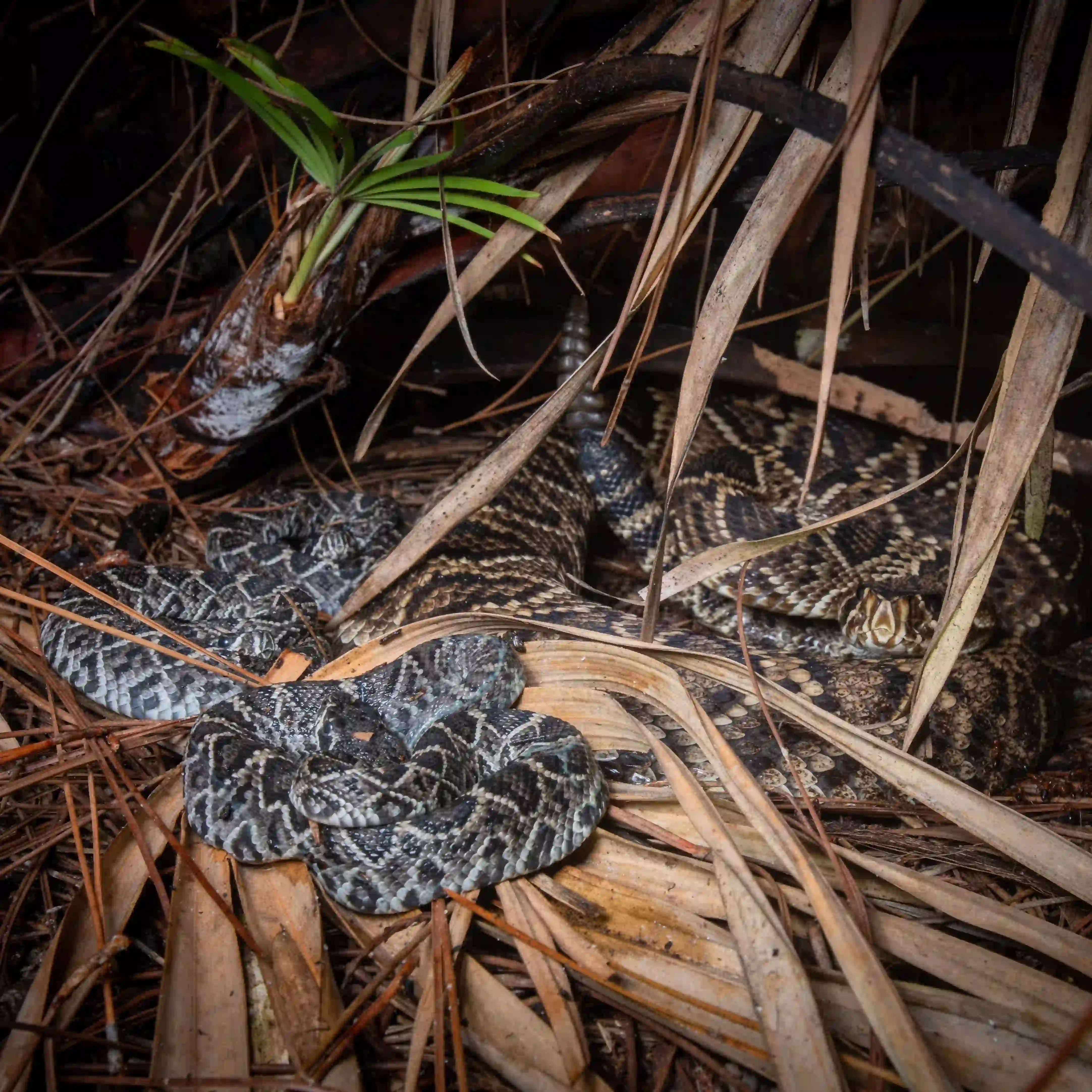 A picture of a family of Eastern Diamondback Rattlesnake